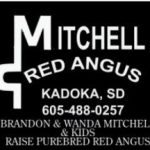 Mitchell Red Angus
